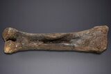 Fossil Hadrosaur Femur With Metal Stand - Montana #352273-9